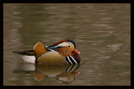 spiegelbeeld vertel eens........