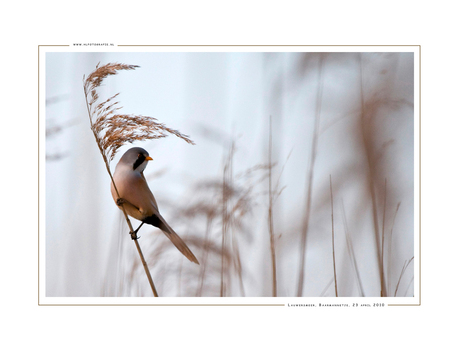 Baardman, Lauwersmeer