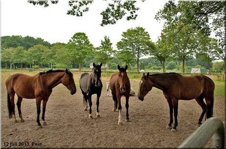4 mooie paarden