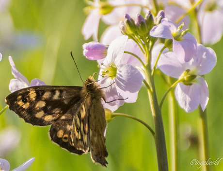 vlindertje