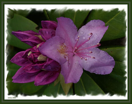 Rhododendron