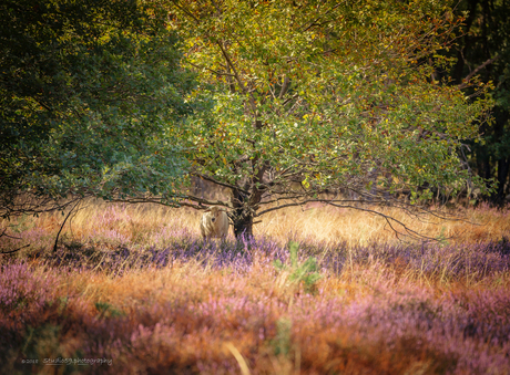 Schaap in het bos