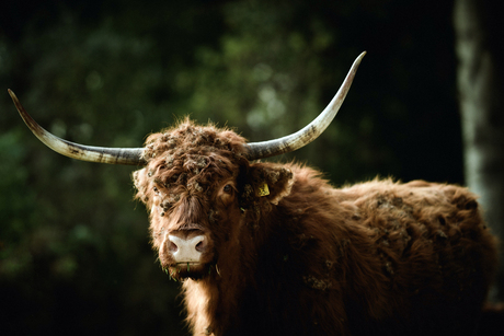 Schotse Hooglander