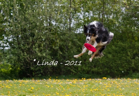 Endless Dog Fun Frisbee toernooi 2011