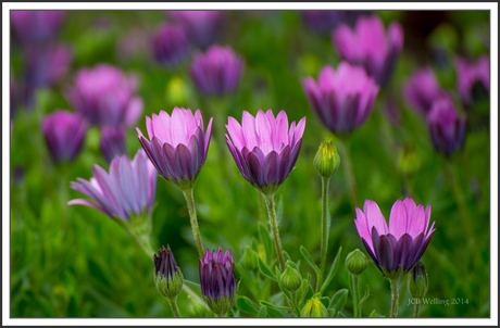 Spaanse Margrieten in de zon