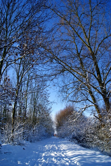 Bos in het sneeuw