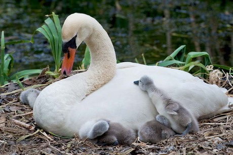 zwaan met kuikens