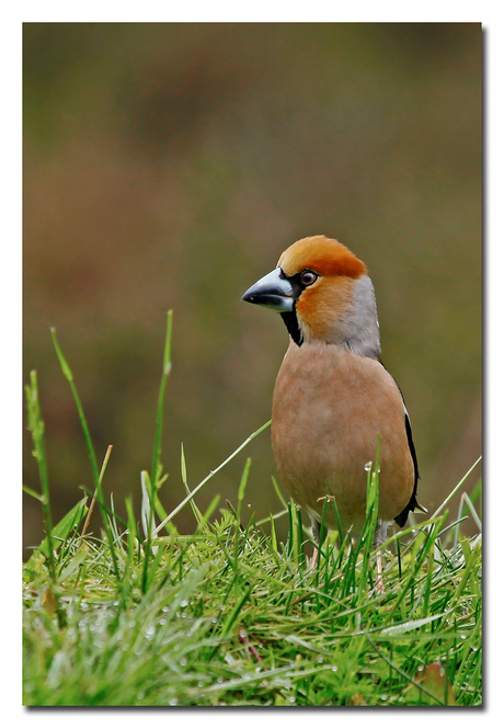 nieuwsgierige appelvink