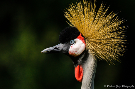 Grijze kroonkraan (Balearica regulorum)