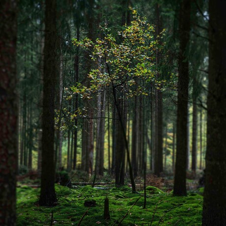 Licht in het bos