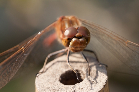 Libelle op bamboe