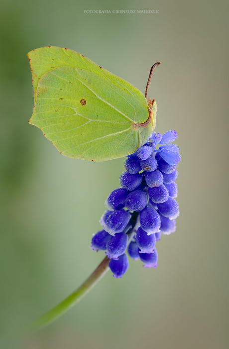 Gonepteryx rhamni.