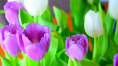 Tulpen gefotografeerd met miniatuureffect.
