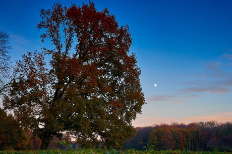 Amsterdamse Bos