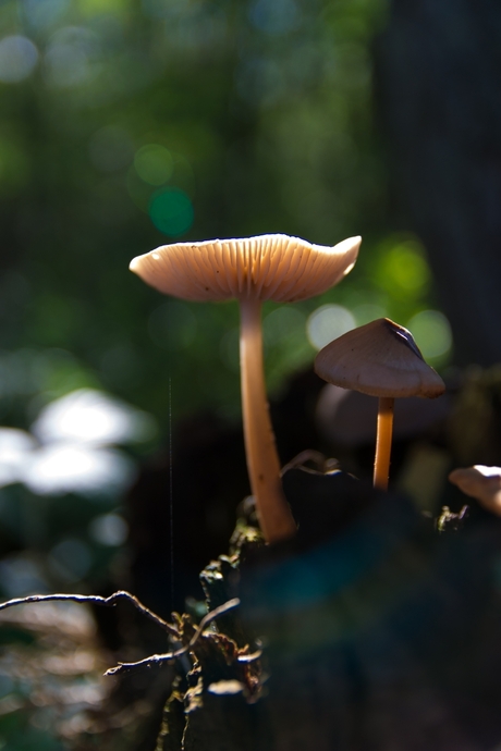 Flared Mushroom
