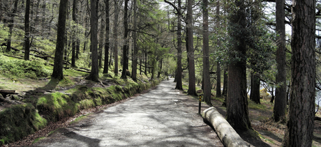 Glendalough Forest