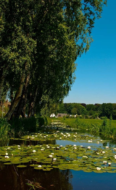 Waterlelies in vaart