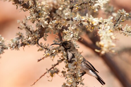 Sunbird