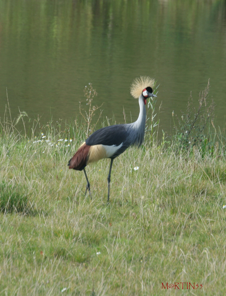 KRAAN-VOGEL