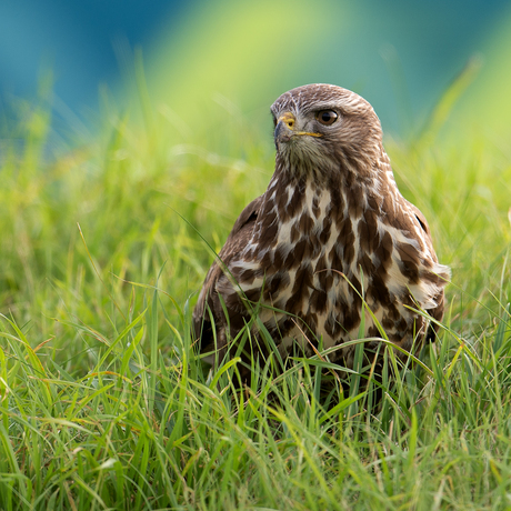 Buizerd