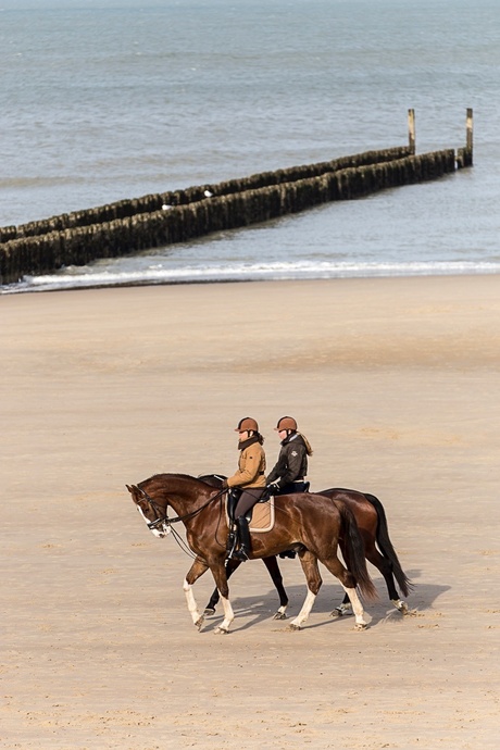 Paarden op het strand van Domburg