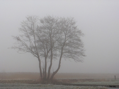 Boom in de mist