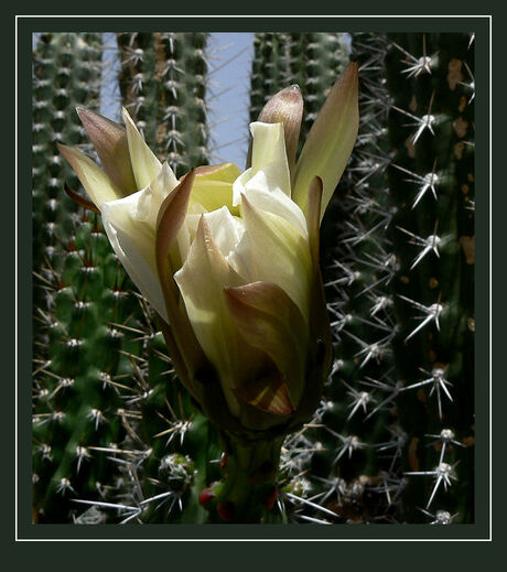 De bloeiende cactus