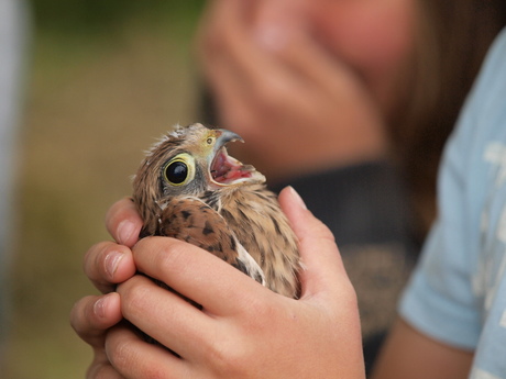 Jonge torenvalk