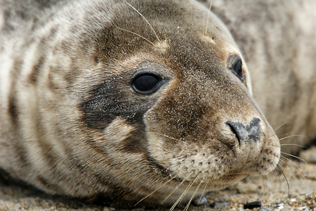 kop van een zeehond