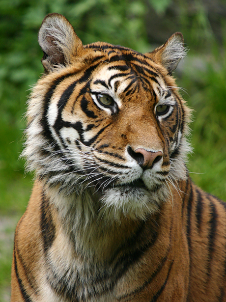 Sumatraanse tijger