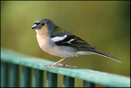 Madeira Chaffinch