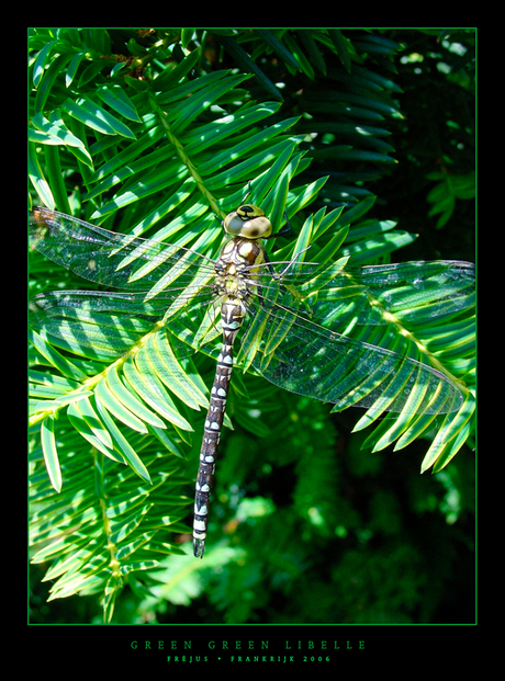 Green Green Libelle