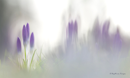 Crocus NXT level - Iedereen bedankt voor de mooie reactie op mijn Luzerne double- altijd blij mee.
Vanochtend samen met Karin (Kariver) op stap geweest om sneeuwklokje - foto door Puck101259 op 12-02-2018 - deze foto bevat: groen, paars, macro, bloem, soft, lente, natuur, licht, krokus, wild, crocus, tegenlicht, sfeer, flora, dof, zacht, vervaging, bokeh, brigitte