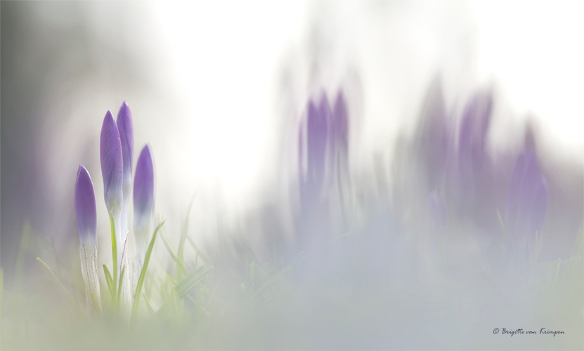 Crocus NXT level - Iedereen bedankt voor de mooie reactie op mijn Luzerne double- altijd blij mee.
Vanochtend samen met Karin (Kariver) op stap geweest om sneeuwklokje - foto door Puck101259 op 12-02-2018 - deze foto bevat: groen, paars, macro, bloem, soft, lente, natuur, licht, krokus, wild, crocus, tegenlicht, sfeer, flora, dof, zacht, vervaging, bokeh, brigitte