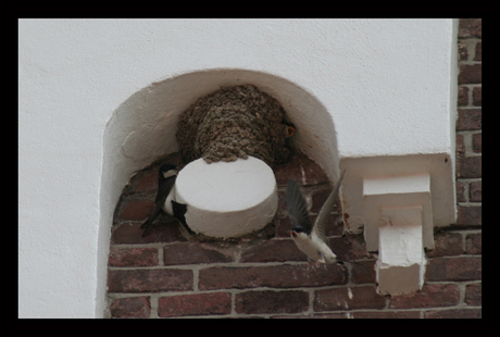 een zwaluw maakt nog geen zomer