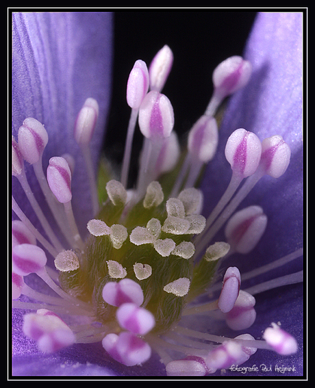 Hepatica