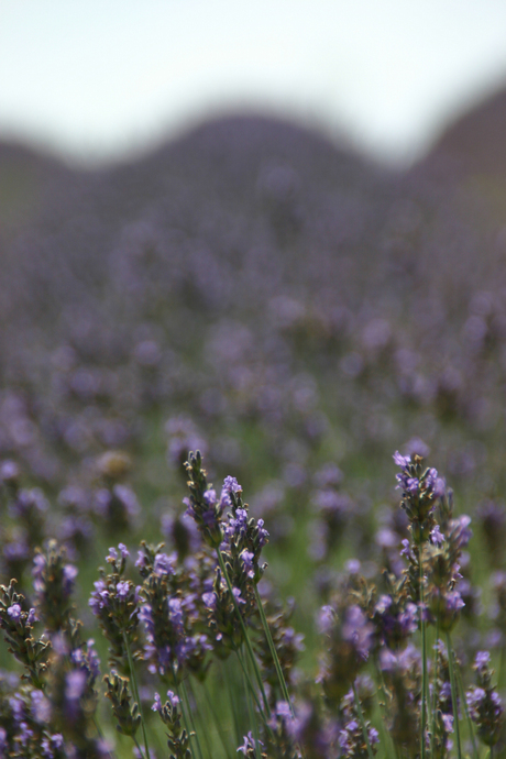 Lavendel