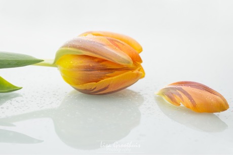 Tulp