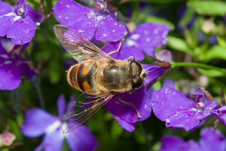 mijn eerste macro foto