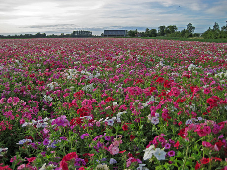 Bloemetje