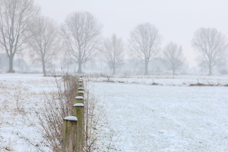 Achter de palen de bomen