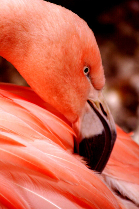 Flamingo close-up