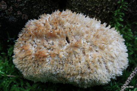 natuurlijke spons op 't land