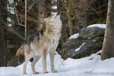 Huilende Wolf