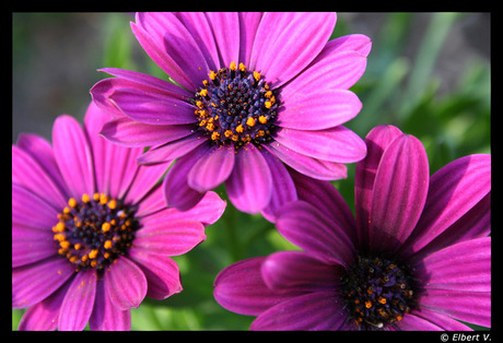 Close-up van roze bloemetjes