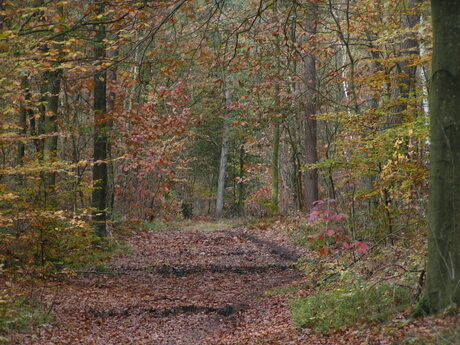 Herfstkleuren