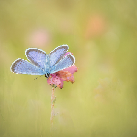 Blue Wings