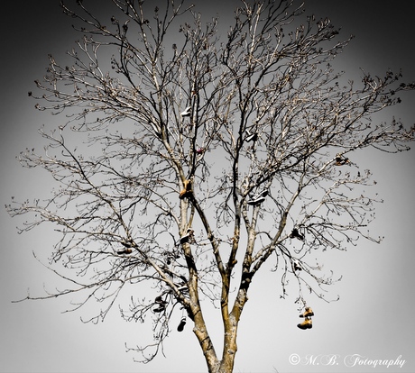 Shoe-Tree (schoenenboom)