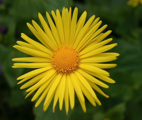 yellow flower