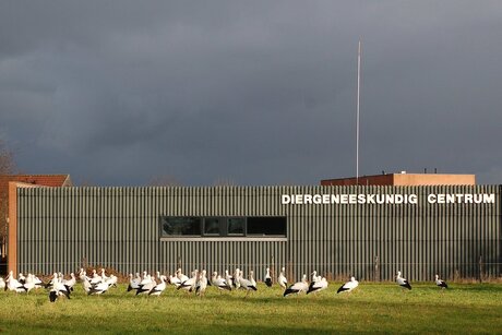 ooievaars op doktersbezoek ...